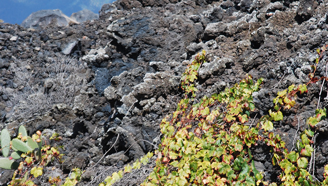 Los Volcanes y el Malvasía