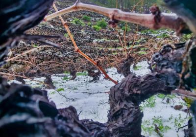 La nieve cubre de blanco los viñedos de La Palma. Vinos Tendal