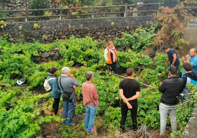 Curso de manejo agroecológico de la viña, poda en verde 